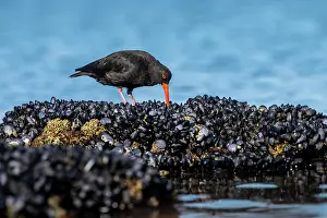 Oystercatcher Prints: Sooty oystercatcher (Haematopus fuliginosus) foraging among intertidal rocks