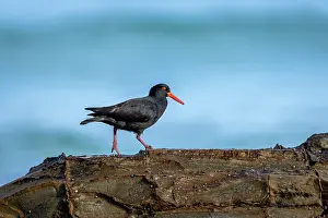 Oystercatcher Prints: Sooty oystercatcher (Haematopus fuliginosus) walking on intertidal rocks