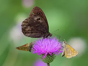 Fourfooted Butterfly Prints: Sooty ringlet butterfly (Erebia pluto) with two Silver-spotted skippers (Hesperia comma) nectaring on Thistle flower