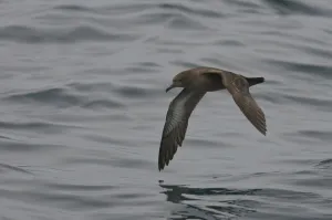 Sooty shearwater (Puffinus griseus) adult in flight over Irish sea off Pembrokeshire coast