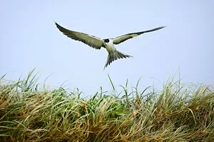 Images Dated 25th October 2012: Sooty Tern (Sterna fuscata) in flight, Blinky Beach, Lord Howe island, Lord Howe