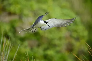 Images Dated 25th October 2012: Sooty Tern (Sterna fuscata) in flight, Neds Beach, Lord Howe island, Lord Howe Island
