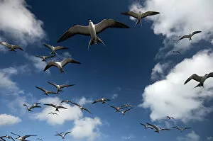 Sooty Terns (Onychoprion fuscata) flock in flight, Midway Island. Central Pacific