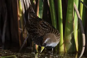 Reedbed Prints: Sora rail (Porzana carolina) foraging among reedbed