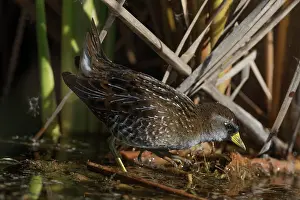 Mexico Prints: Sora rail (Porzana carolina) foraging among wetland vegetation