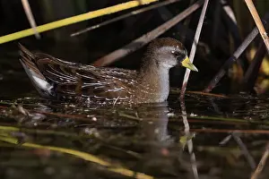 Mexico Prints: Sora rail (Porzana carolina) swimming among wetland vegetation