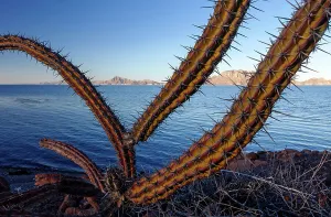 May 2023 Highlights Prints: Sour pitaya cactus (Stenocereus gummosus) with Danzante Island and Del Carmen Island beyond