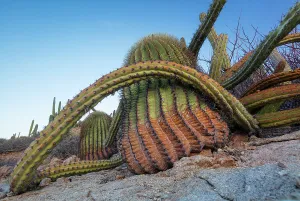 Spike Prints: Sour pitaya cactus (Stenocereus gummosus) and Santa Catalina barrel cactus (Ferocactus diguetii)