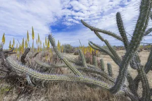 Sour pitaya (Stenocereus gummosus) with Aloe (Aloe sp) flower spikes in background