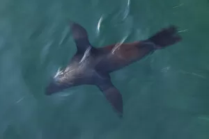 South African fur seal (Arctocephalus pusillus pusillus) swimming near surface, Seal Island