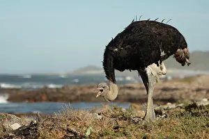 Cape Floristic Region Prints: South African ostrich (Struthio camelus australis) male