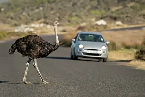 Crossing The Road Prints: South African ostrich (Struthio camelus australis) male