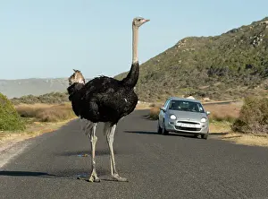 Automobile Prints: South African ostrich (Struthio camelus australis) male