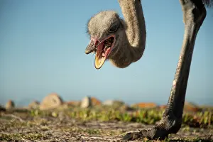 Ratite Prints: South African ostrich (Struthio camelus australis) male