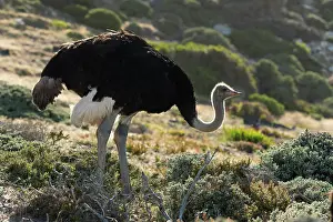 Southern Africa Prints: South African ostrich (Struthio camelus australis) male