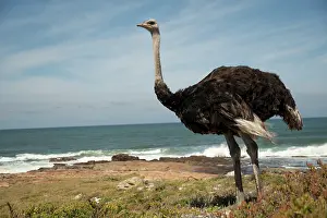 Cape Floristic Region Prints: South African ostrich (Struthio camelus australis) male juvenile