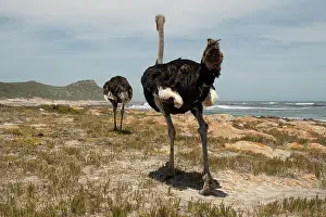 Cape Floristic Region Prints: Two South African ostriches (Struthio camelus australis) male