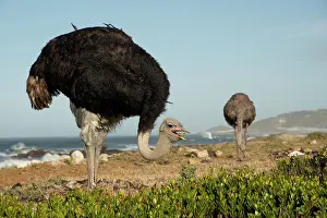 South African ostriches (Struthio camelus australis) pair, feeding on the shore, Cape Point Nature Reserve, Table Mountain National Park, Western Cape, South Africa