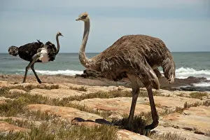 Cape Floristic Region Prints: South African ostriches (Struthio camelus australis) pair