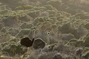 Morning Prints: South African ostriches (Struthio camelus australis) pair