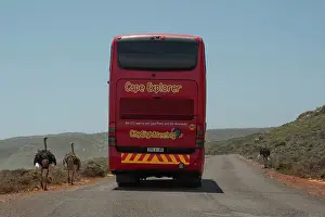 Travel Prints: Three South African ostriches (Struthio camelus australis) walking along road past tourist bus