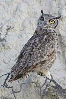South American great horned owl (Bubo virginianus nacurutu) perched on branch, Peninsula Valdes, Patagonia, Argentina