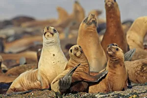 Images Dated 2nd April 2009: South American sea lion (OtariaA┬áflavescens) colony on beach, Punta Norte, Peninsula Valdes