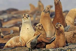 Hauled Out Prints: South American sea lion (OtariaAflavescens) colony on beach, Punta Norte, Peninsula Valdes