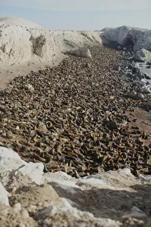 Images Dated 16th August 2019: South American Sealion, (Otaria byronia) breeding colony. Punta San Juan Reserve
