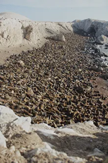 Peru Prints: South American Sealion, (Otaria byronia) breeding colony. Punta San Juan Reserve