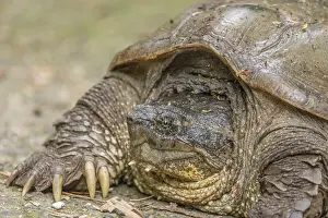 Chelydra Prints: South American snapping turtle (Chelydra acutirostris) head portrait