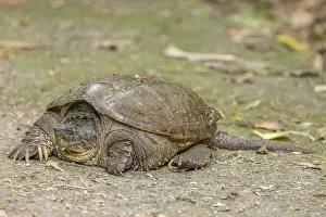 Chelydra Prints: South American snapping turtle (Chelydra acutirostris) portrait