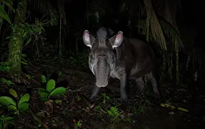 Tapir Prints: South American tapir (Tapirus terrestris) foraging at night