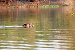 Pantanal Prints: South American tapir (Tapirus terrestris) swimming in river, Mato Grosso, Brazil