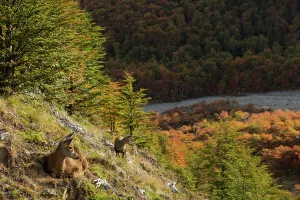 Cervidae Collection: South Andean deer (Hippocamelus bisulcus), adult female with fawn, resting on mountainside