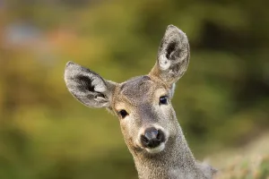 South Andean deer (Hippocamelus bisulcus), adult female, portrait. Cerro Castillo National Park, Patagonia, Chile. April