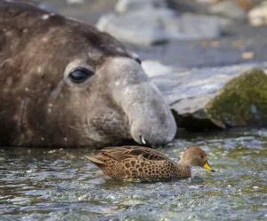 Mirounga Prints: South Georgia pintail (Anas georgica georgica) swimming in front of Southern elephant seal
