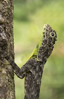 Agamidae Gallery: South Indian flying lizard (Draco dussumieri), Agumbe, Karnataka, India
