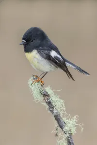 South Island / Yellow-breasted Tomtit (Petroica macrocephala macrocephala) male perched