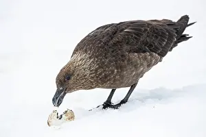 Sphenisciformes Prints: South Polar skua (Stercorarius antarcticus) feeding on Gentoo penguin (Pygoscelis papua) egg on snow