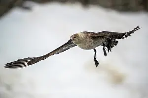 Polar Prints: South Polar skua (Stercorarius antarcticus) in flight