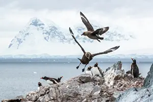 Sphenisciformes Prints: Two South Polar skuas (Stercorarius antarcticus) landing on rocks among colony of Gentoo penguins (Pygoscelis papua)