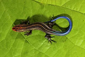 Lizard Prints: Southeastern five-lined skink (Eumeces inexpectatus) juvenile
