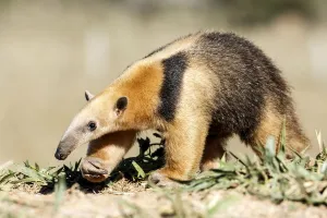 Southern anteater (Tamandua tetradactyla) Formoso River, Bonito, Mato Grosso do Sul