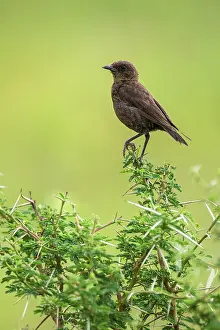 Chat Thrush Prints: Southern anteating chat (Myrmecocichla formicivora) perched in bush