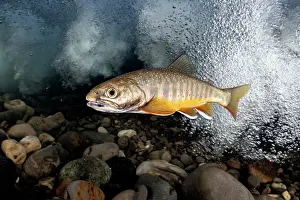 Trout Prints: Southern Asian Dolly Varden charr (Salvelinus curilus) foraging at base of waterfall