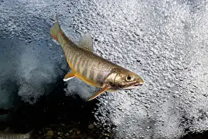 Trout Prints: Southern Asian Dolly Varden charr (Salvelinus curilus) foraging at base of waterfall