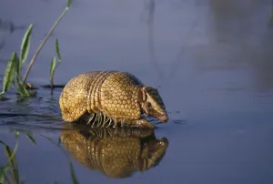 Southern three banded armadillo (Tolypeutes matacus) walking through shallow water
