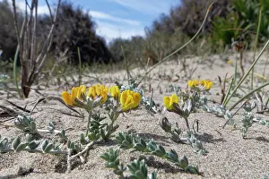 Legume Prints: Southern bird's-foot trefoil (Lotus creticus) flowering on sand dunes