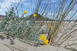 Legume Prints: Southern bird's-foot trefoil (Lotus creticus) flowering on sand dunes